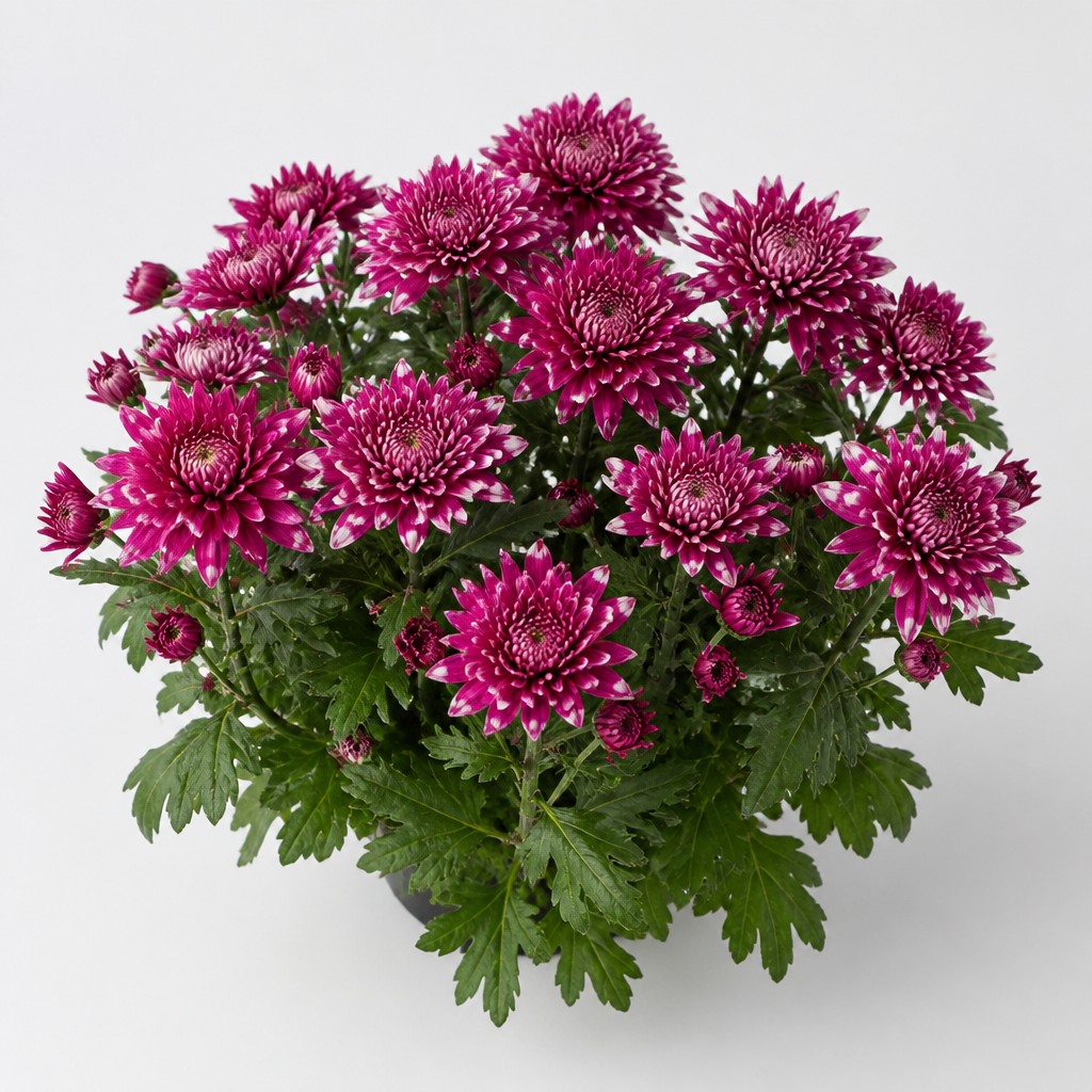Chrysanthemum
