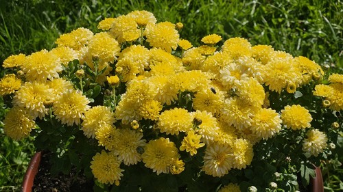 Chrysanthemum
