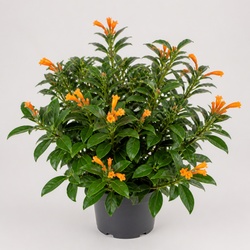 Cigar Plant Identification Guide