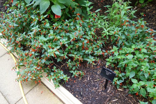 Cigar Plant