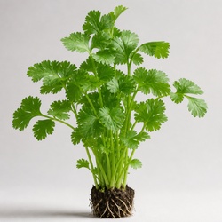 Cilantro Identification Guide