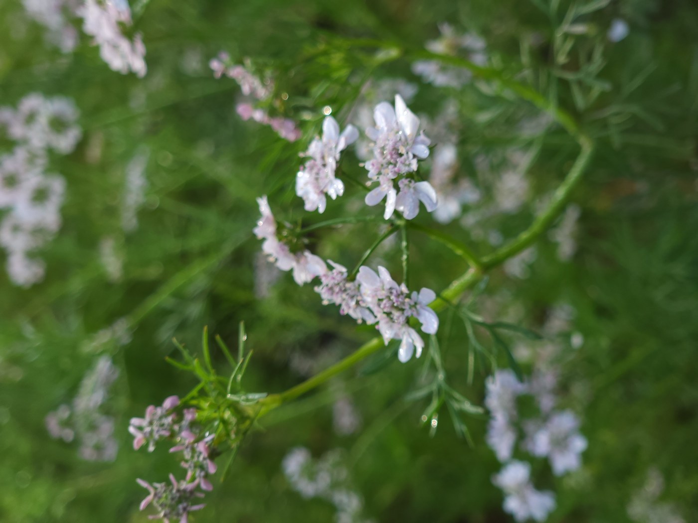 How to Care for Cilantro