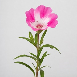 Clarkia Identification Guide