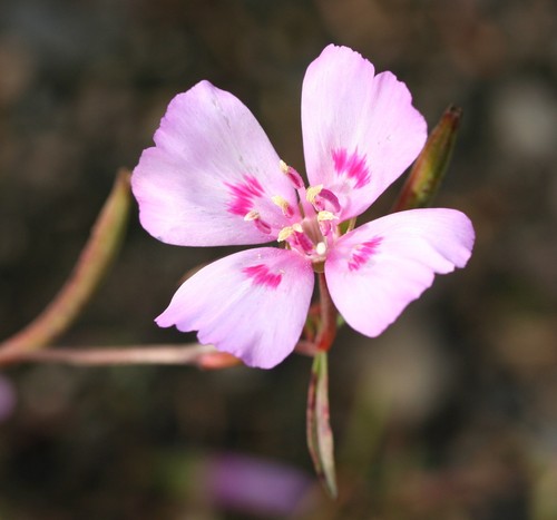 Clarkia