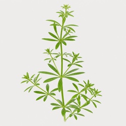 Cleavers Identification Guide