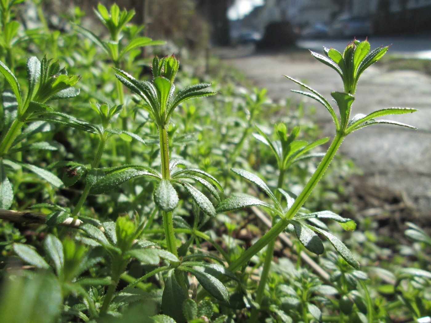 How to Care for Cleavers