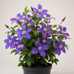 Clematis Identification Guide