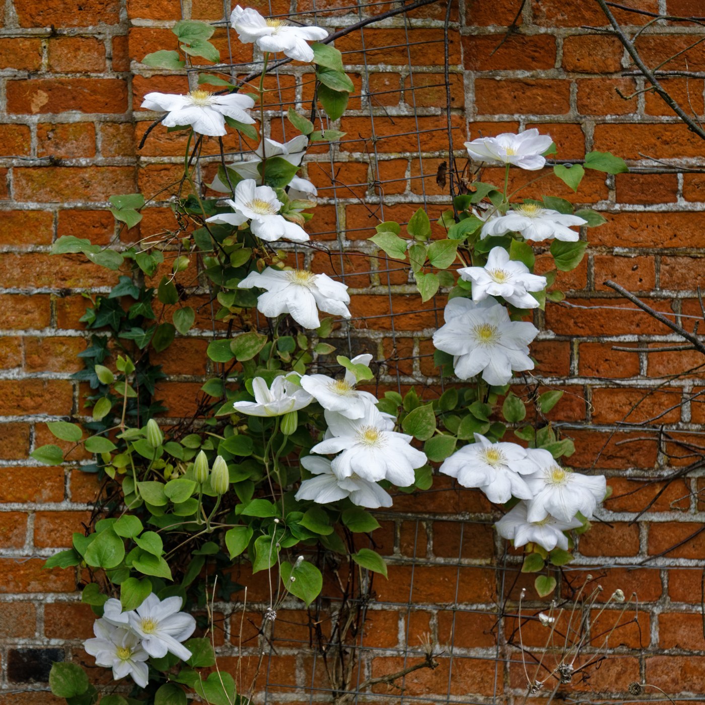 How to Care for Clematis
