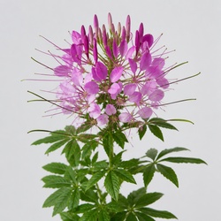 Cleome Identification Guide