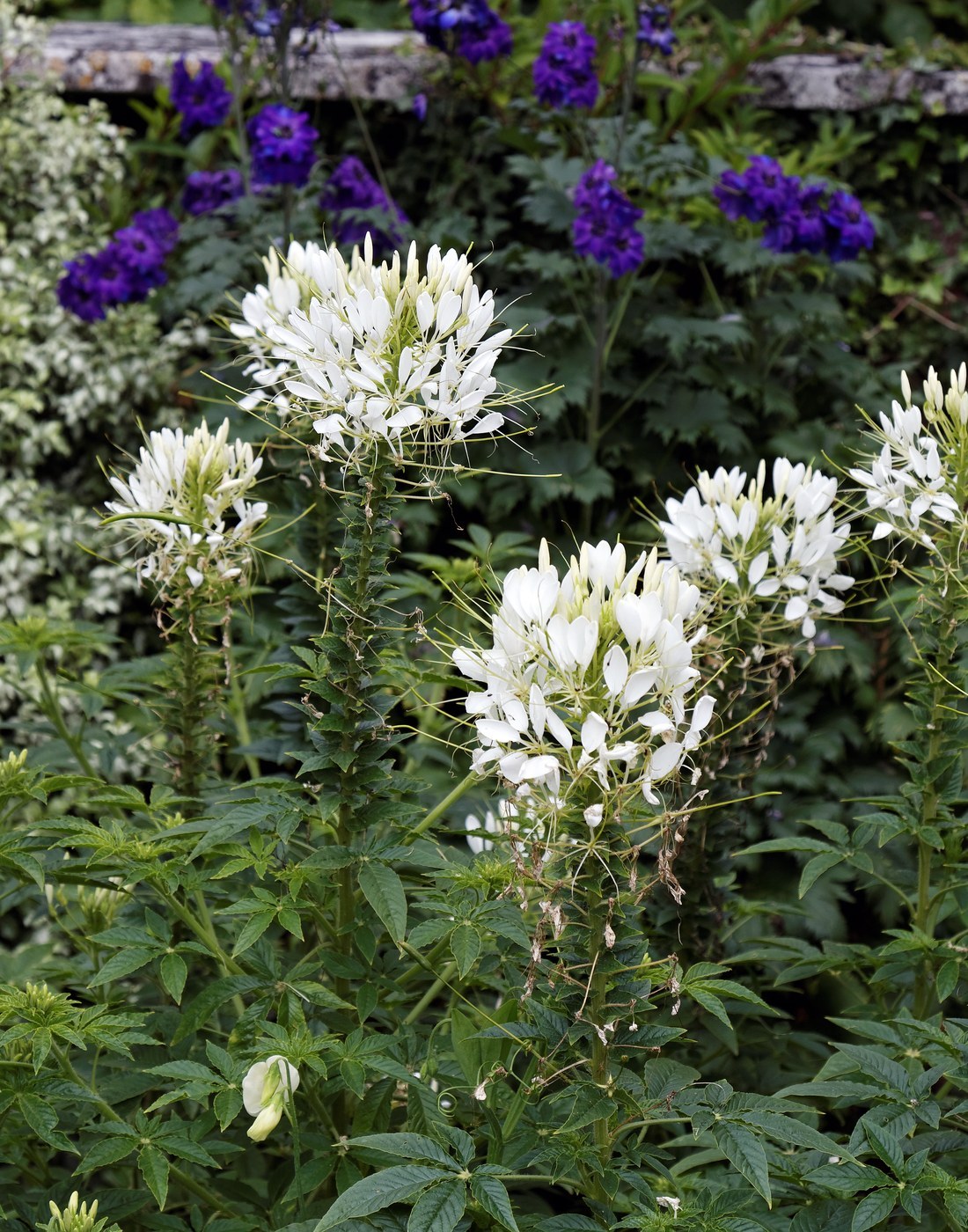 How to Care for Cleome