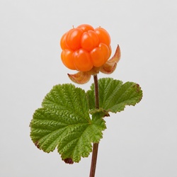 Cloudberry Identification Guide