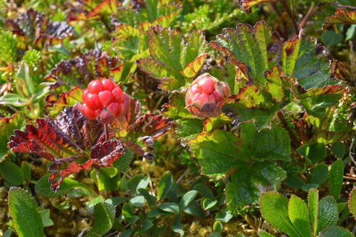 Cloudberry