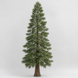 Coast Redwood Identification Guide