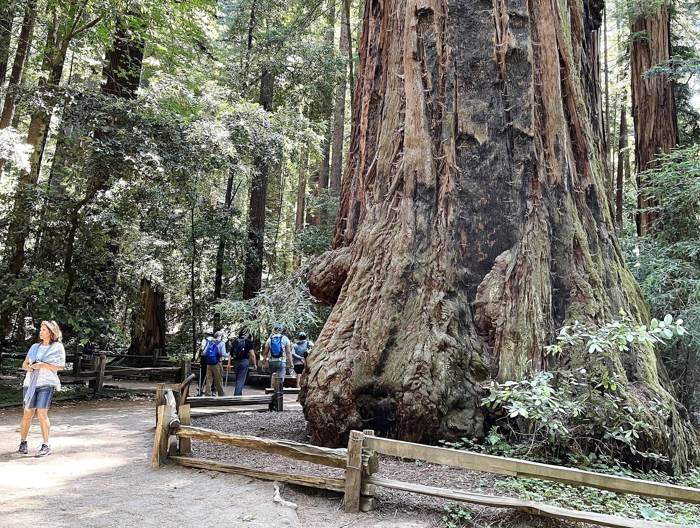 How to Care for Coast Redwood
