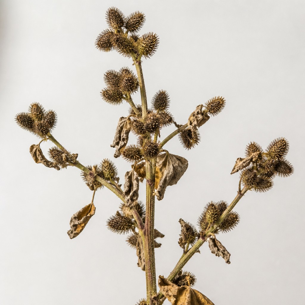Cocklebur