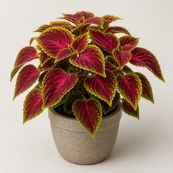 Coleus Identification Guide
