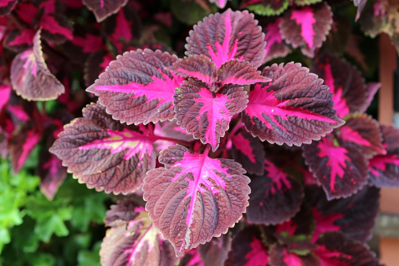 How to Care for Coleus