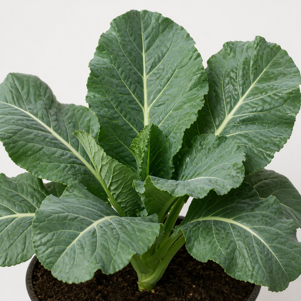 Collard Greens