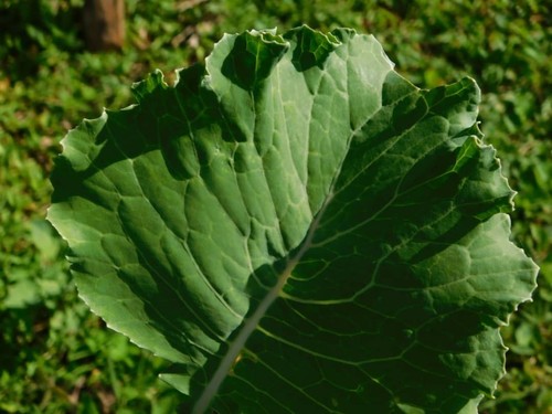 Collard Greens