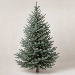 Colorado Blue Spruce Identification Guide
