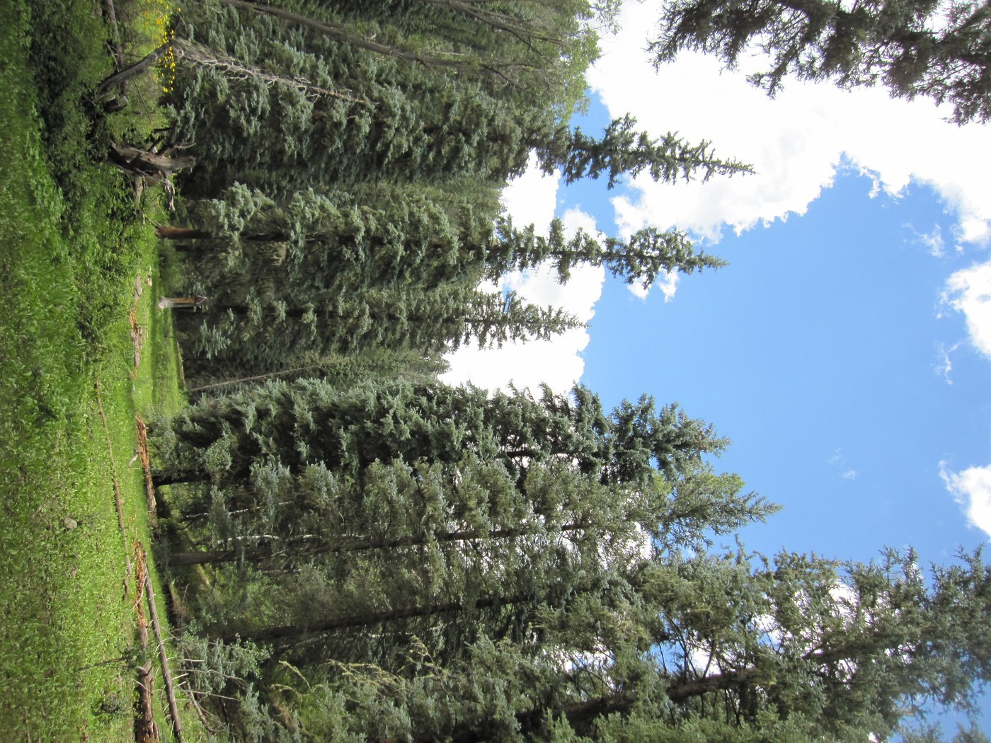 How to Care for Colorado Blue Spruce