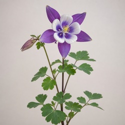 Columbine Identification Guide