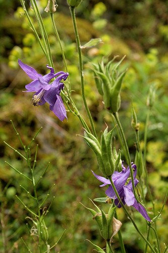 Columbine