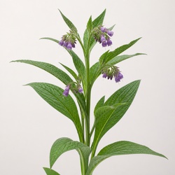 Comfrey Identification Guide