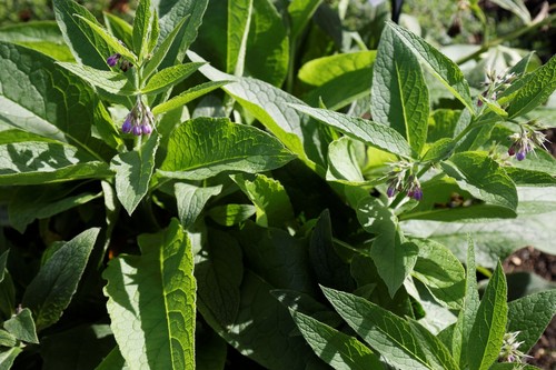 Comfrey