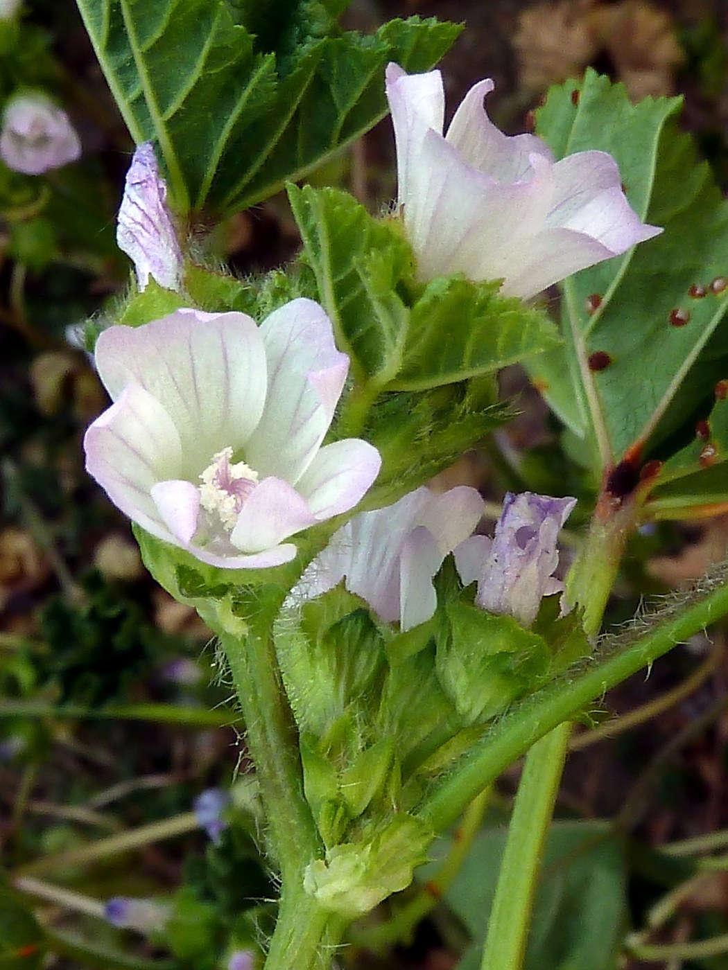 How to Care for Common Mallow