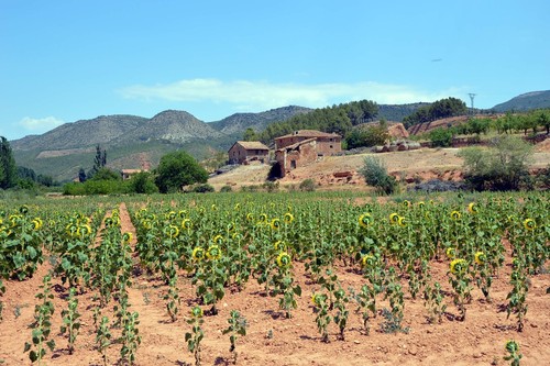 Common Sunflower