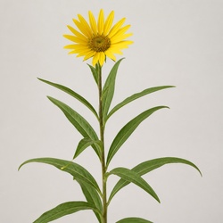 Compass Plant Identification Guide