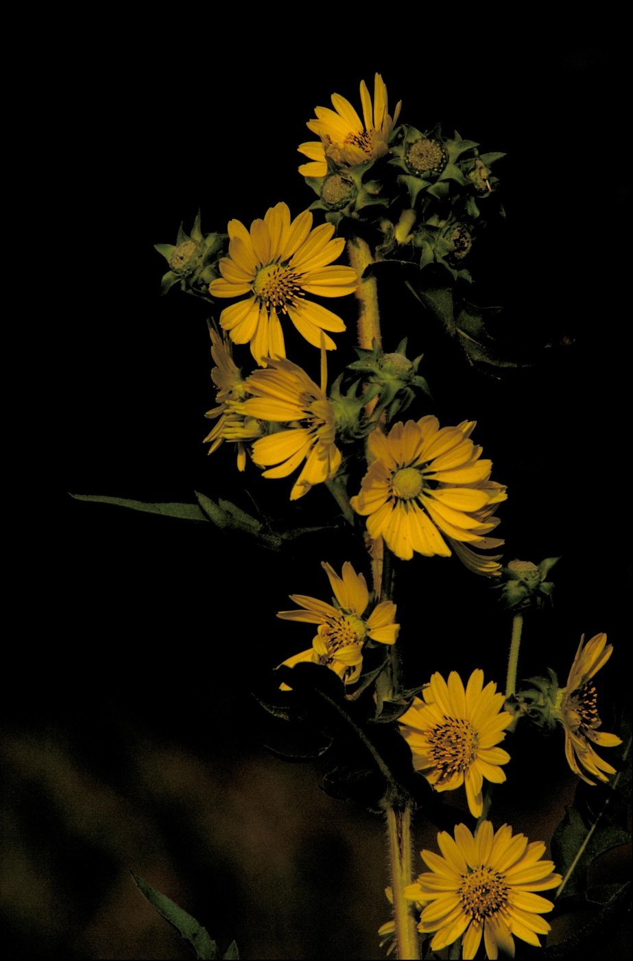 How to Care for Compass Plant
