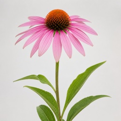 Coneflower Identification Guide