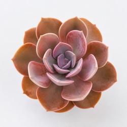 Copper Pinwheel Identification Guide