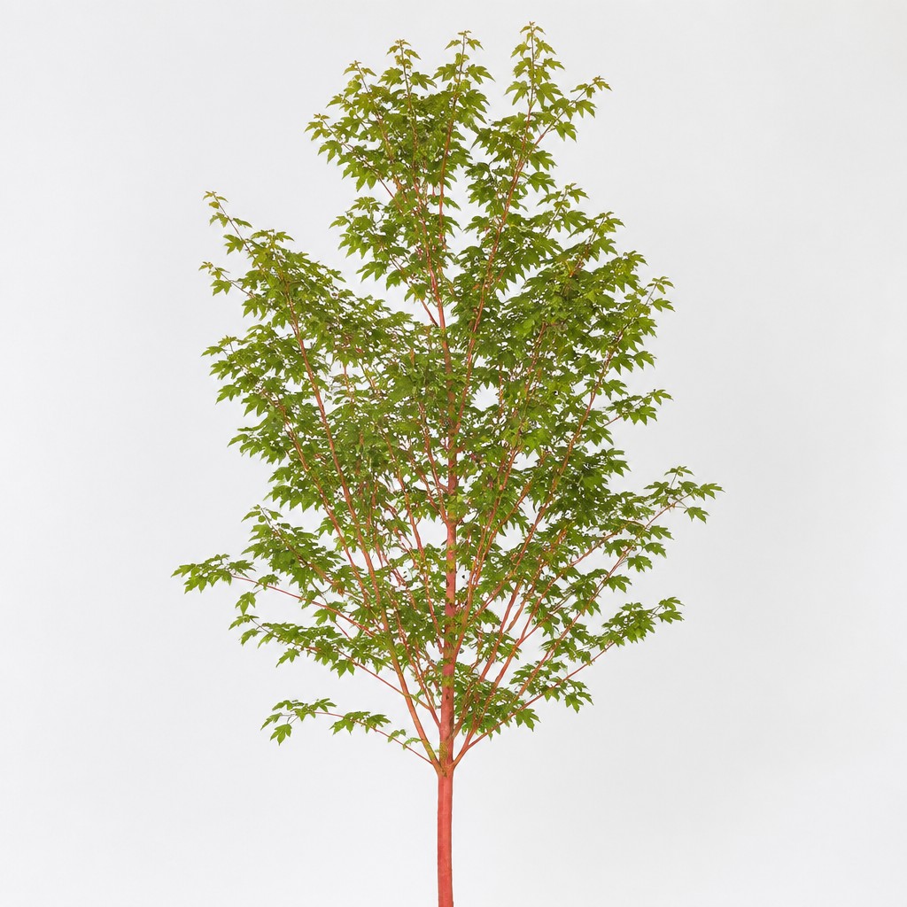 Coral Bark Maple