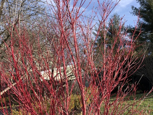 Coral Bark Maple