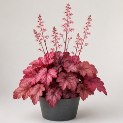 Coral Bells Identification Guide
