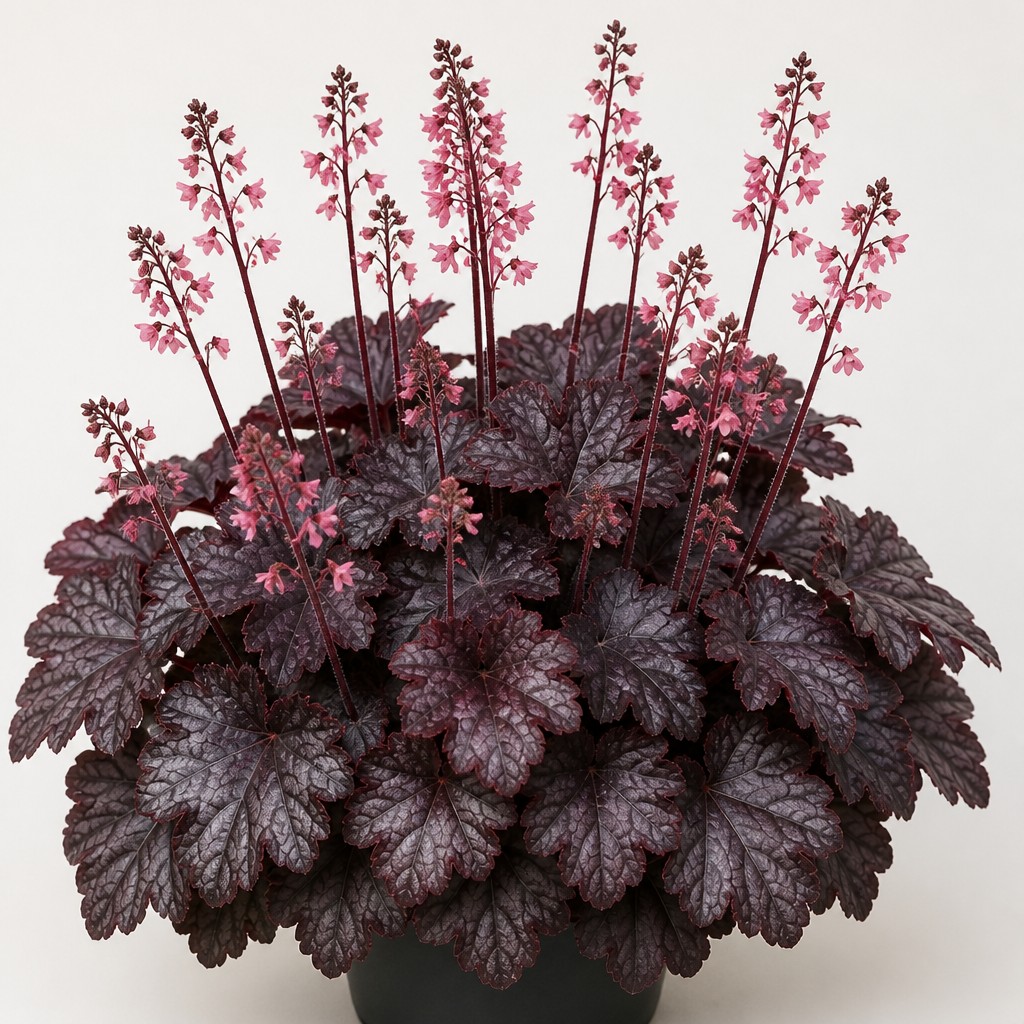 Coral Bells