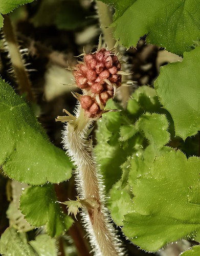 Coral Bells