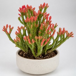 Coral Cactus Identification Guide