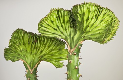 Coral Cactus