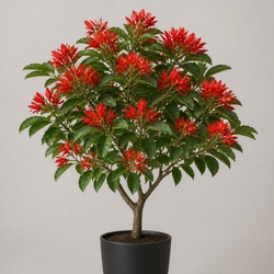 Coral Tree Identification Guide