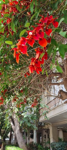 Coral Tree