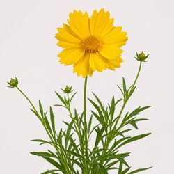 Coreopsis Identification Guide