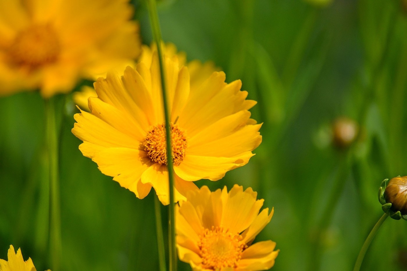 How to Care for Coreopsis