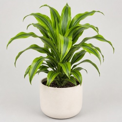 Corn Plant Identification Guide
