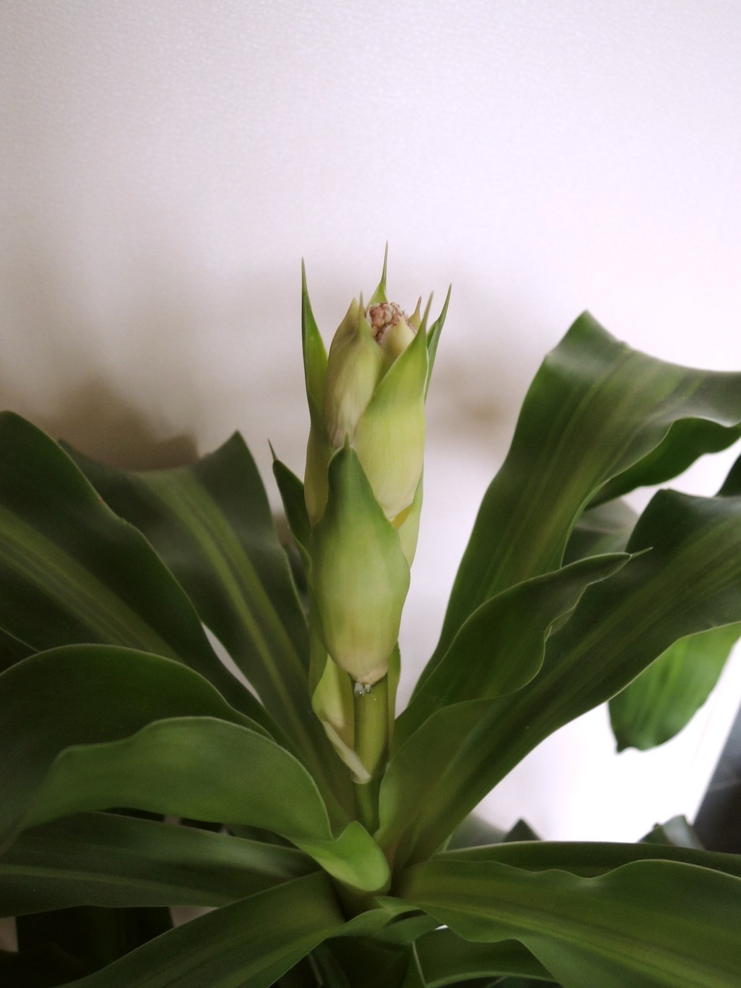How to Care for Corn Plant