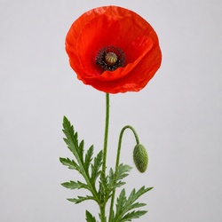 Corn Poppy Identification Guide