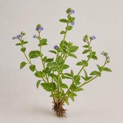Corn Speedwell Identification Guide